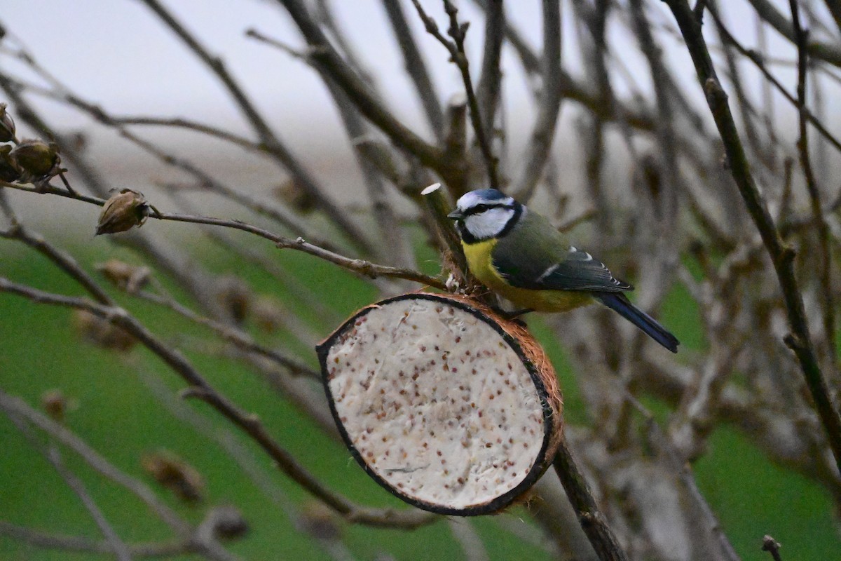 Herrerillo Común - ML647486746