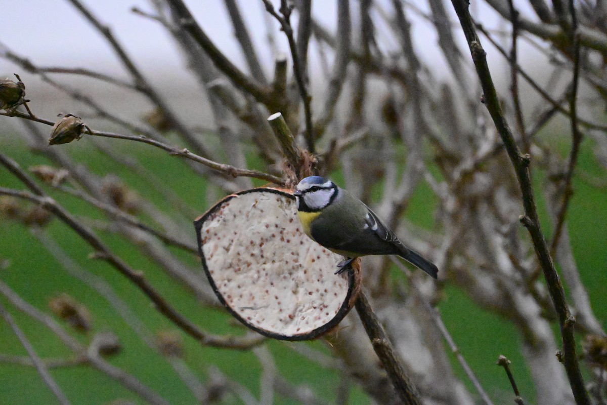 Herrerillo Común - ML647486747