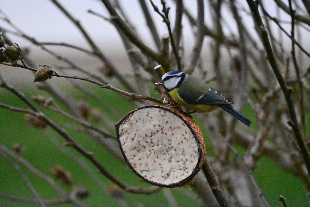 Herrerillo Común - ML647486748