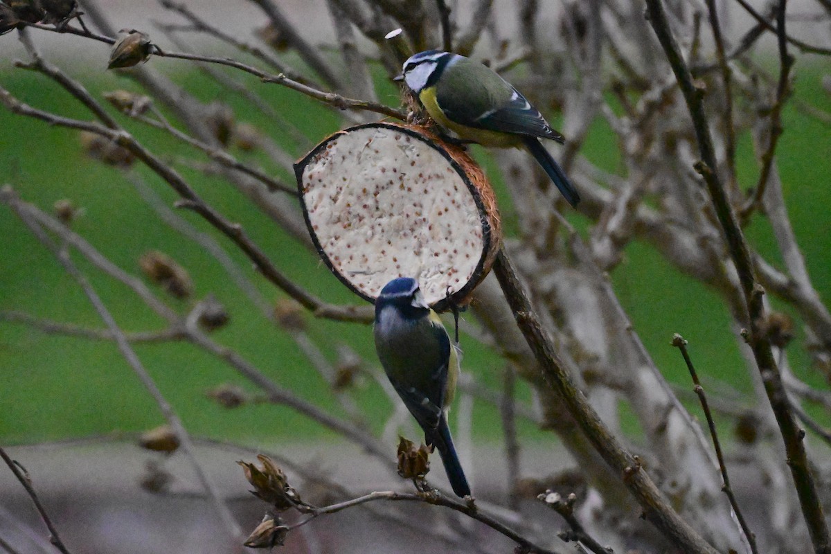 Herrerillo Común - ML647486749