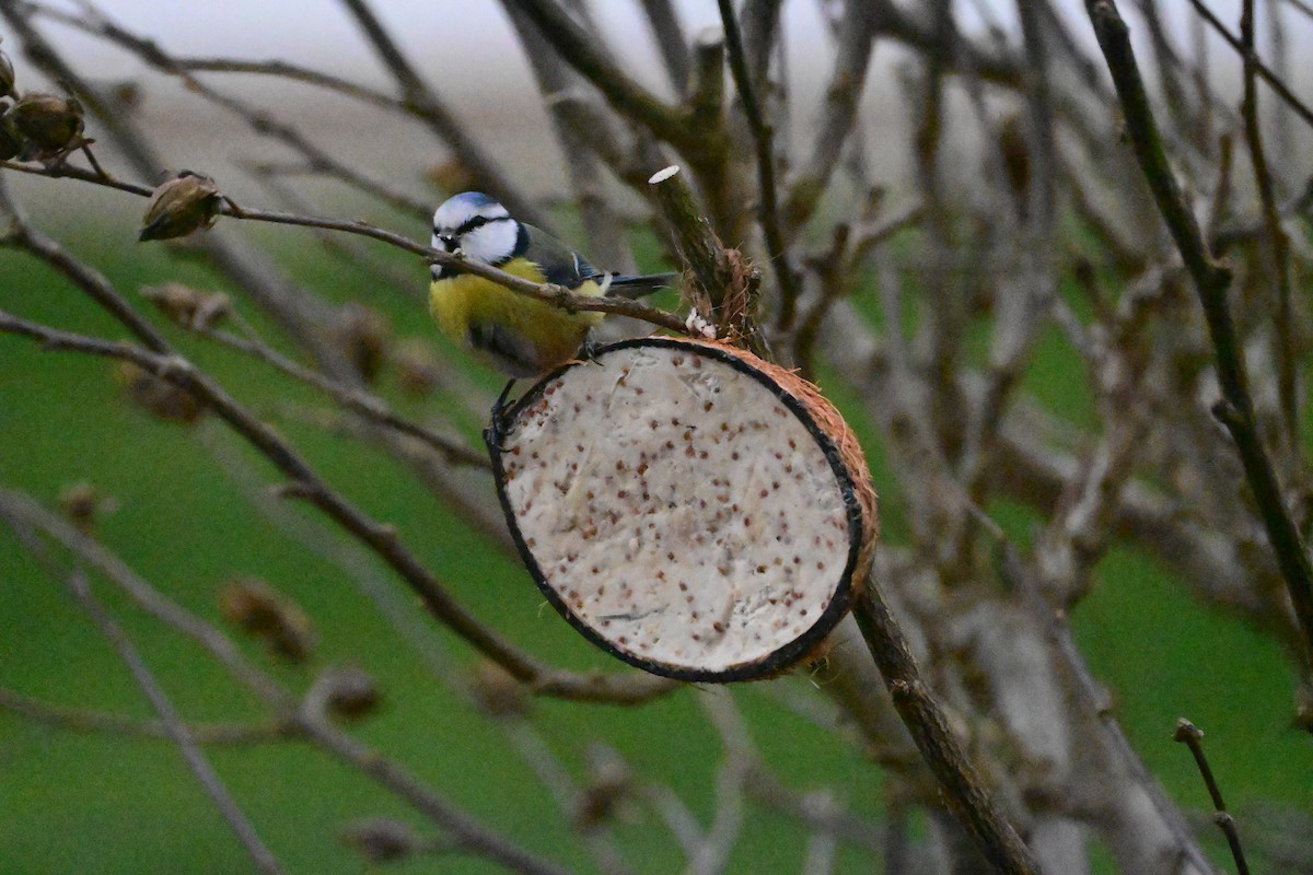 Herrerillo Común - ML647486750