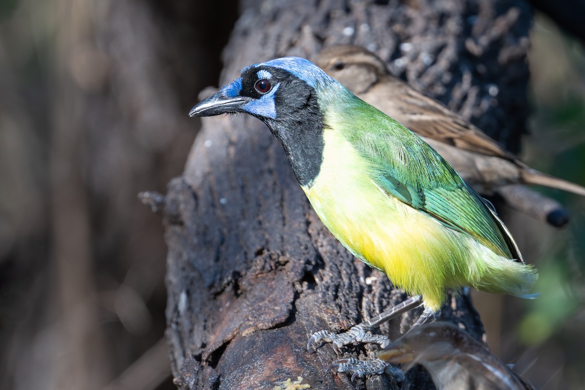 Chara Verde (grupo luxuosus) - ML647486751