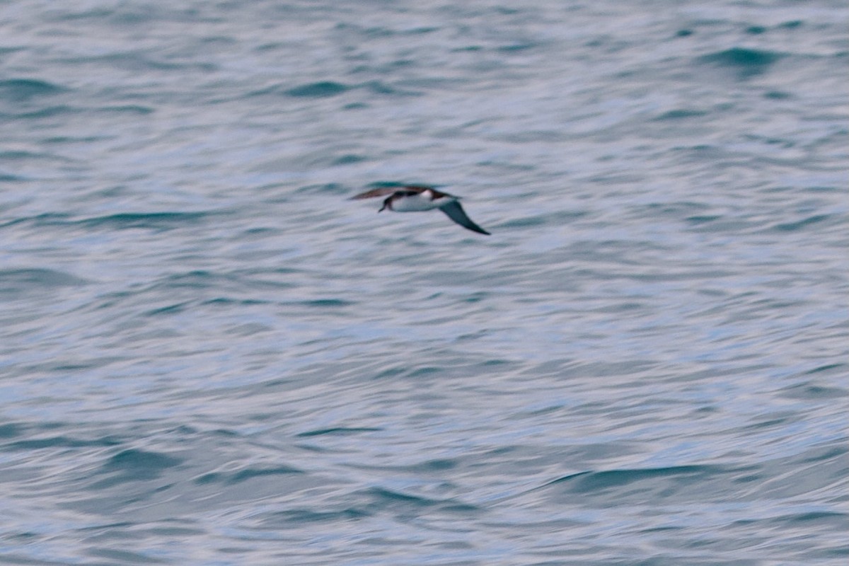 Pardela de Hutton - ML647486753