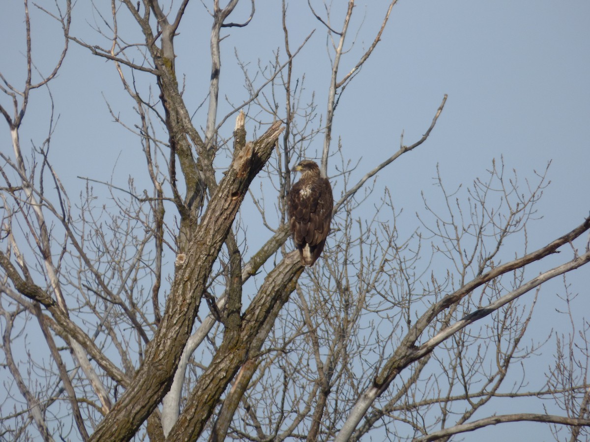 Pigargo Americano - ML647486754