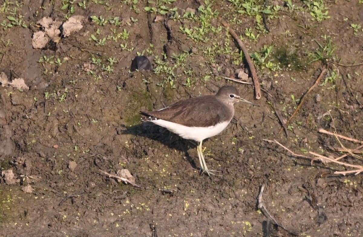 Andarríos Grande - ML647486755