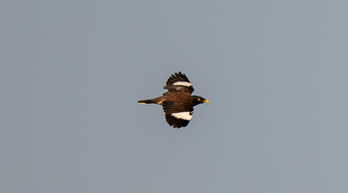 Miná Común - ML647486760