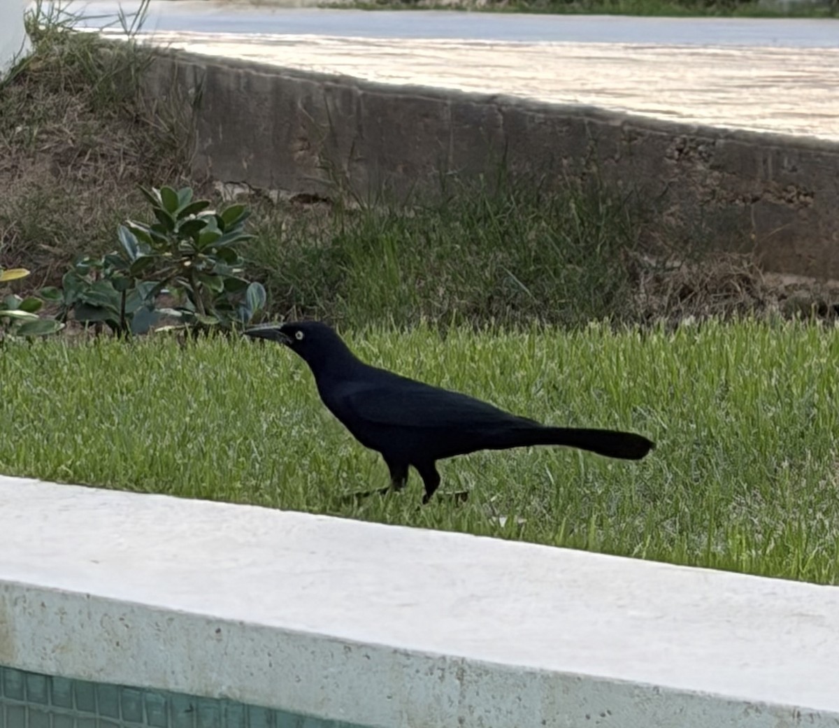 Zanate Antillano - ML647486763