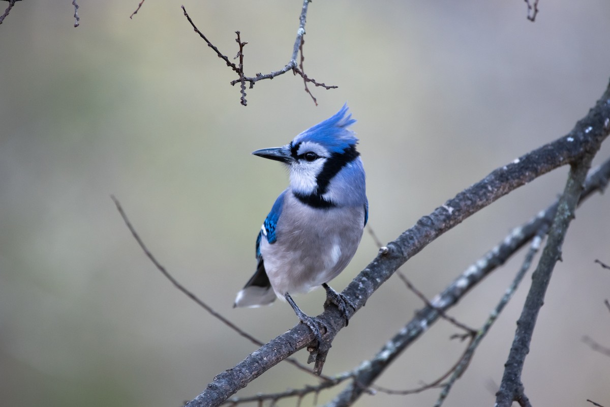Blue Jay - ML647486777