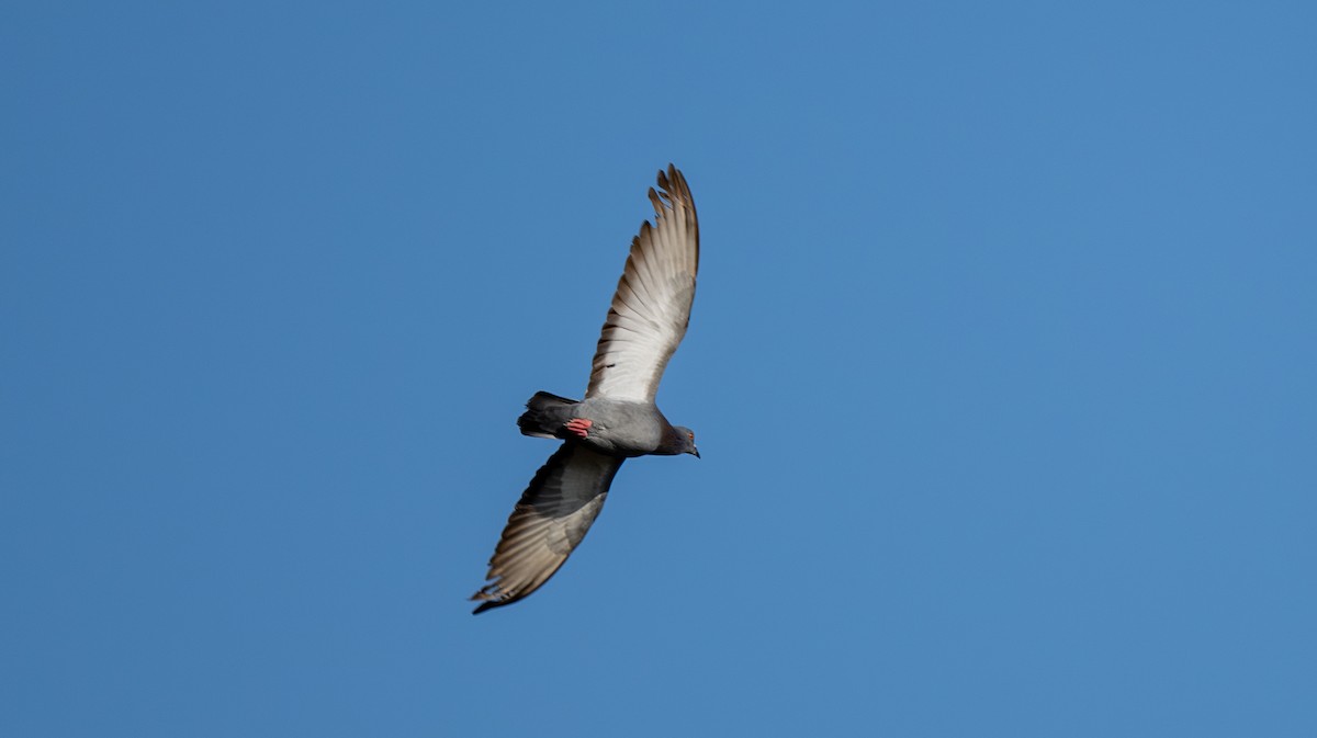 カワラバト（ドバト、家畜型） - ML647486780