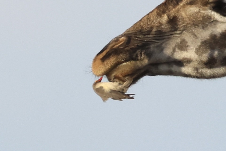 rødnebboksehakker - ML647486796