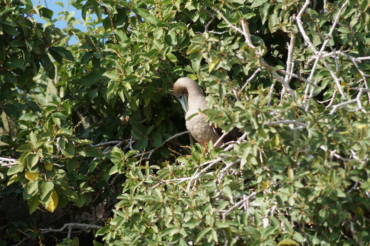 Red-footed Booby - ML647486808