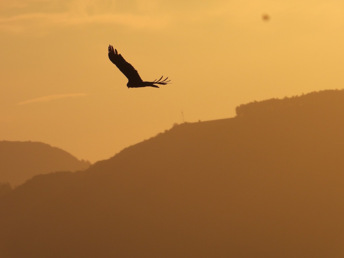 Akbaba Şahini - ML647486813