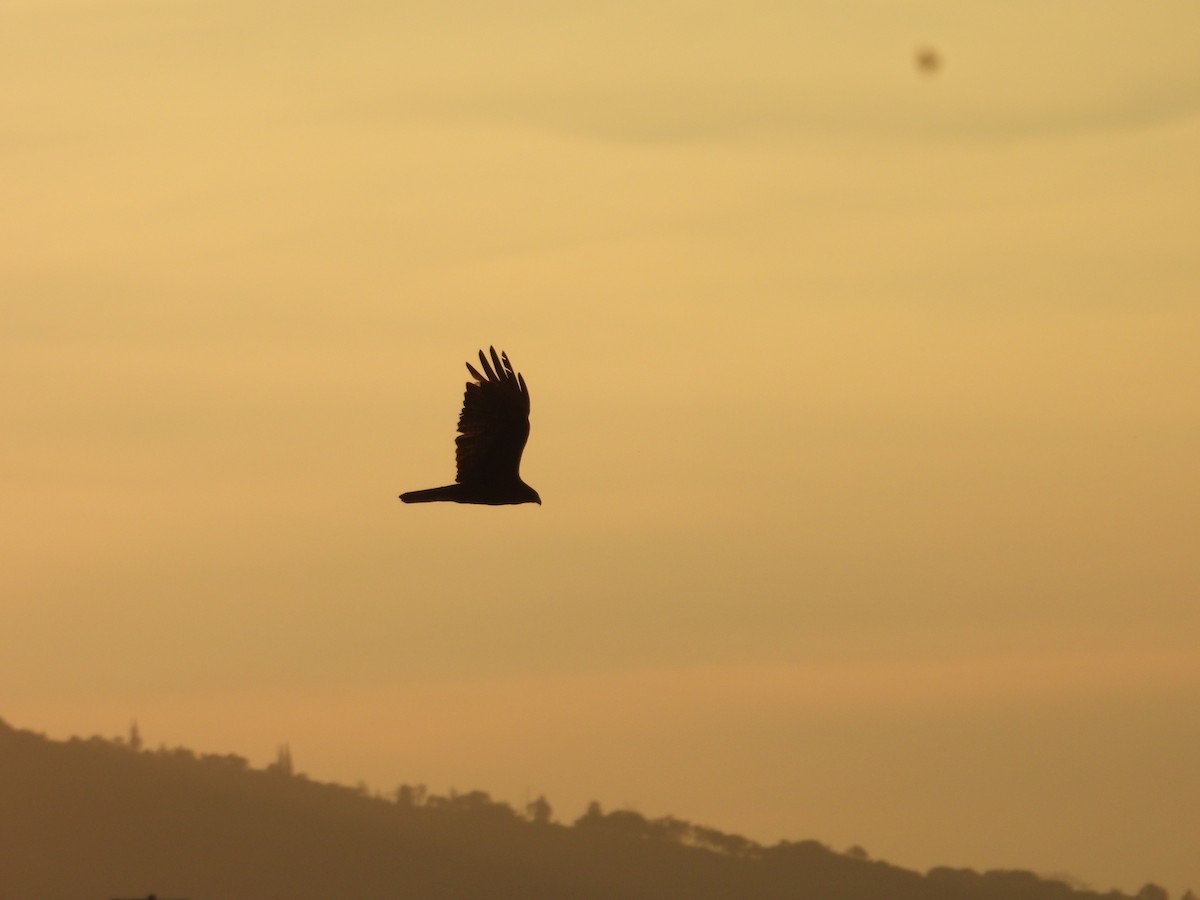 Akbaba Şahini - ML647486814