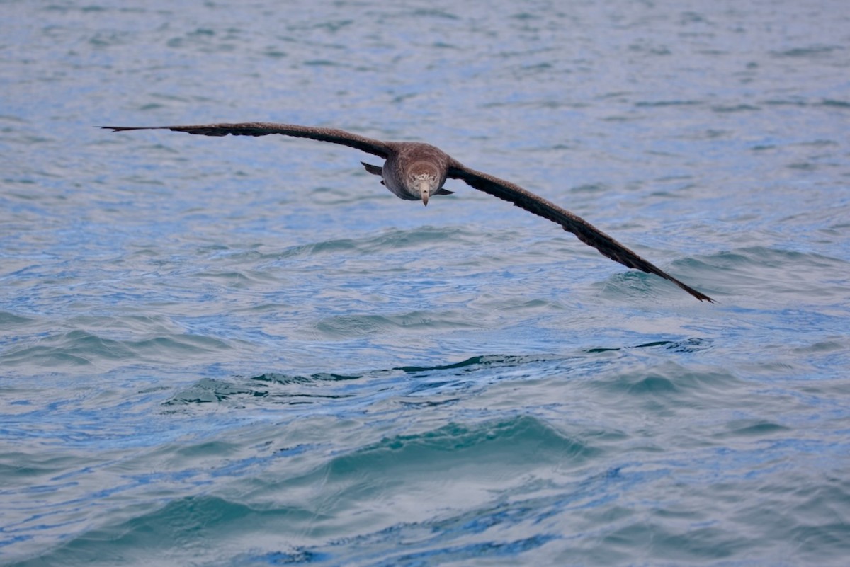 Northern Giant-Petrel - ML647486821