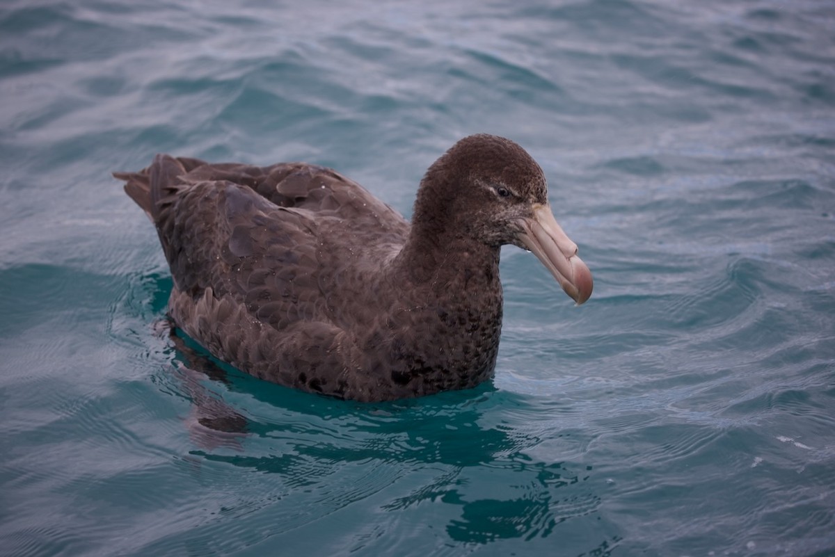 Northern Giant-Petrel - ML647486822