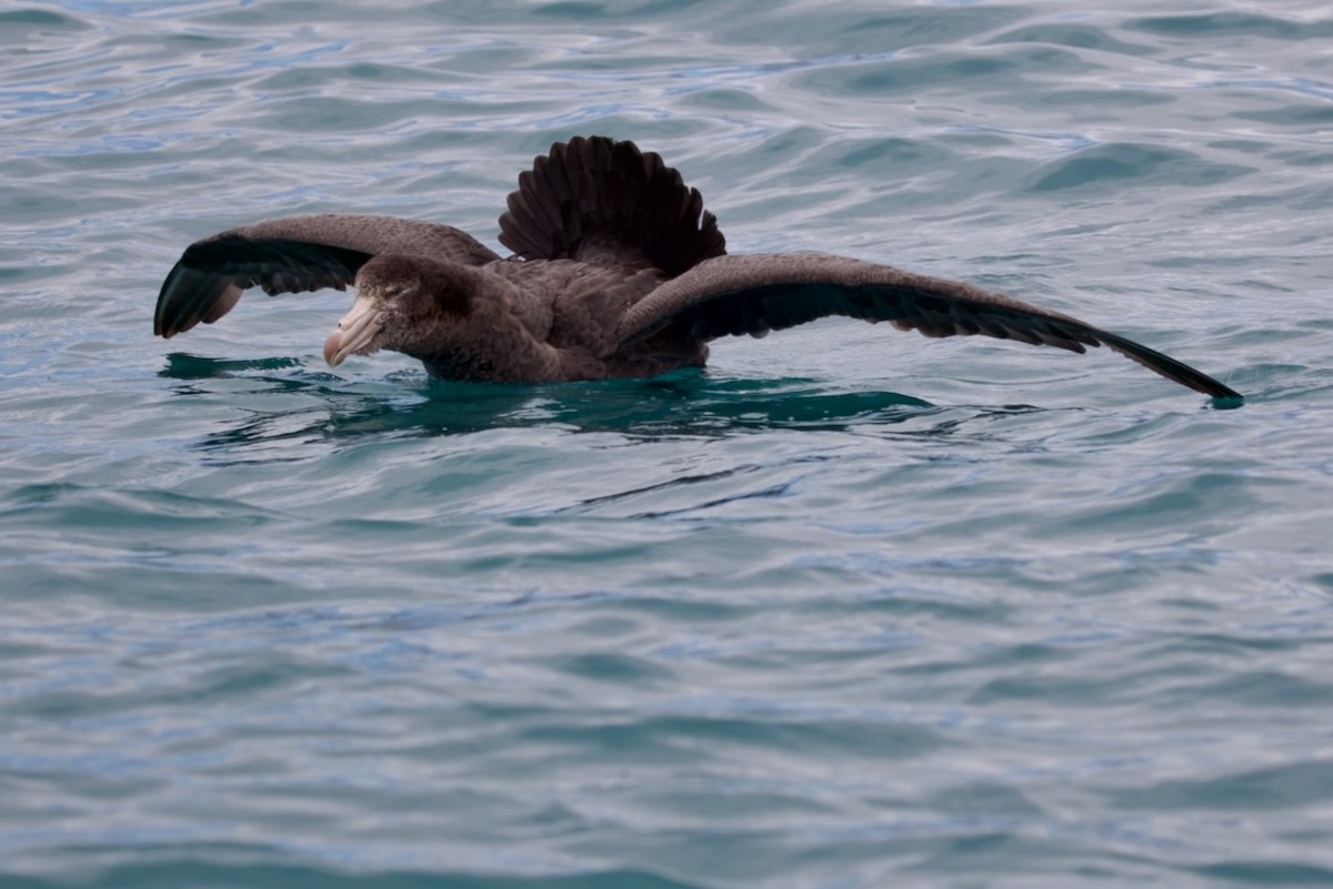 Northern Giant-Petrel - ML647486823