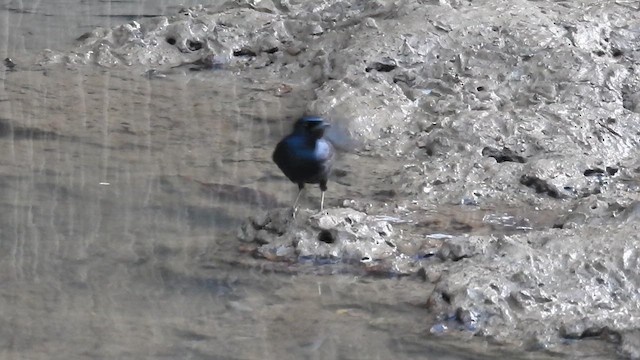 Shining Flycatcher - ML647486828