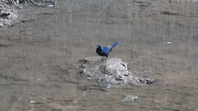 Shining Flycatcher - ML647486833