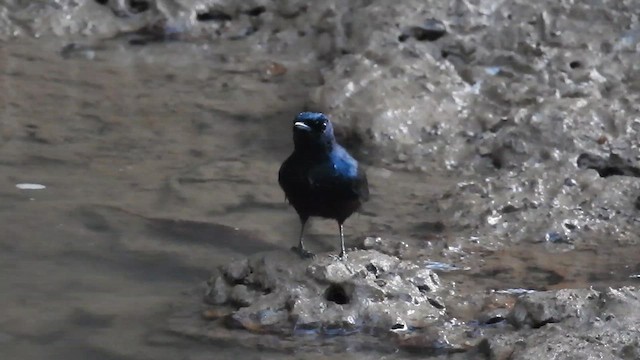 Shining Flycatcher - ML647486834