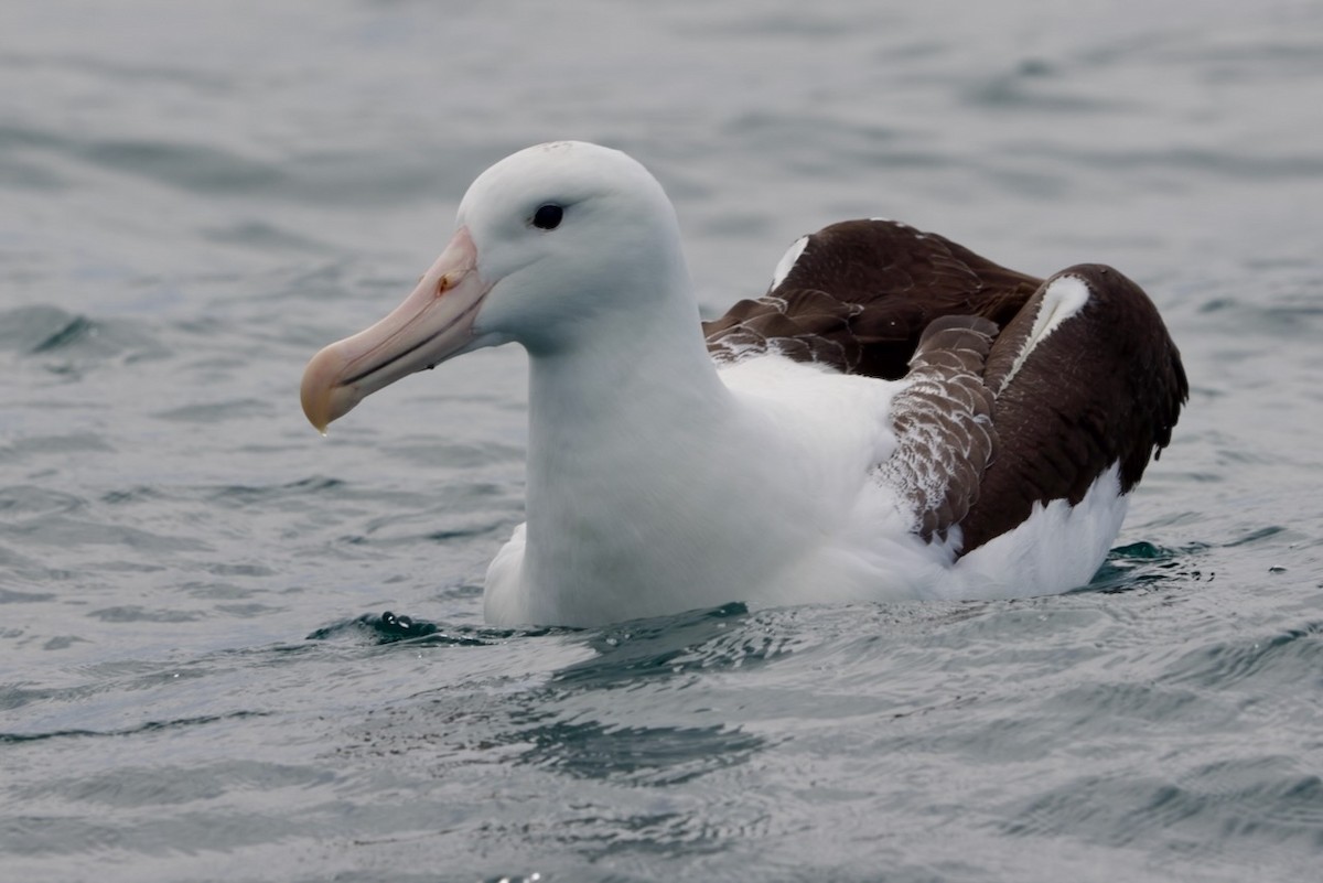 Northern Royal Albatross - ML647486841