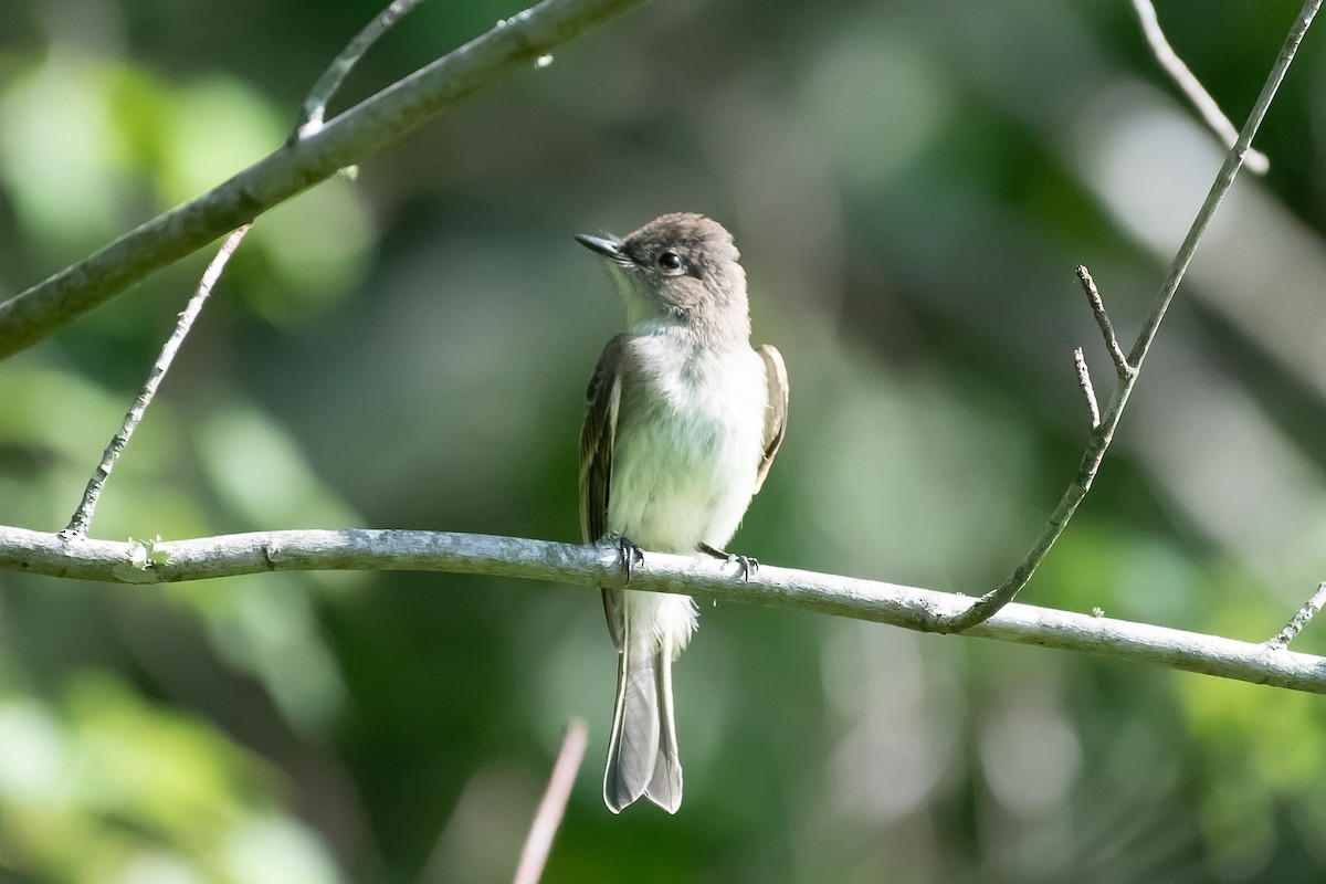 Eastern Wood-Pewee - ML647486863