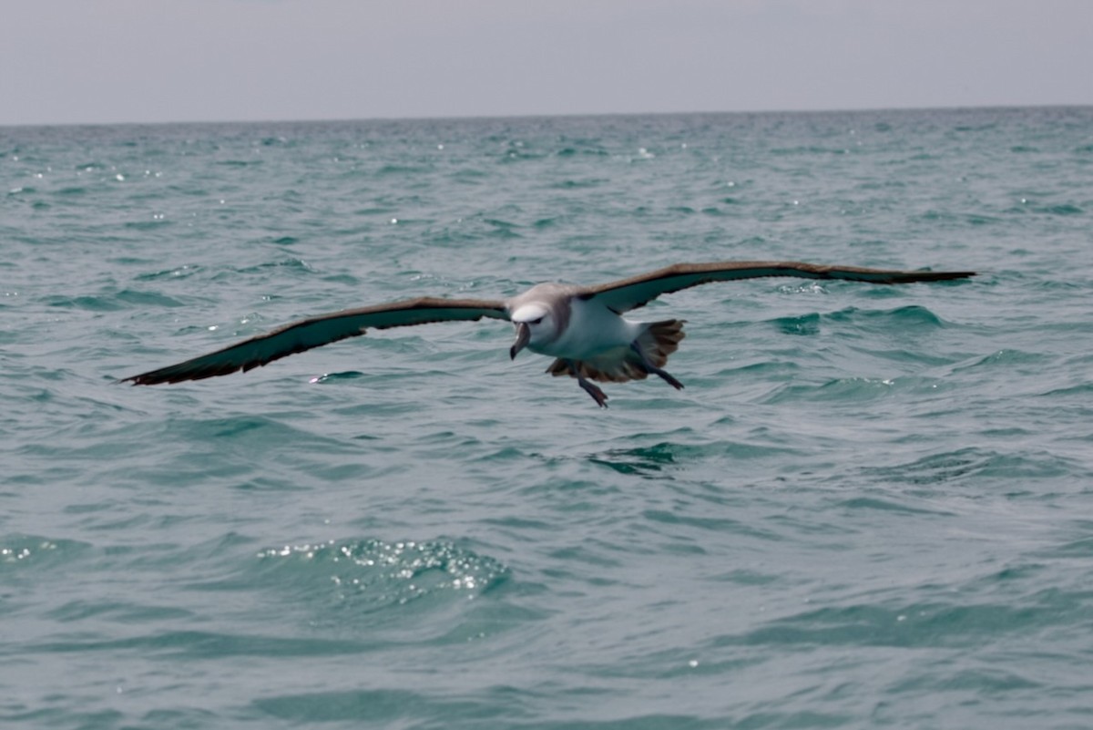 Salvin's Albatross - ML647486867