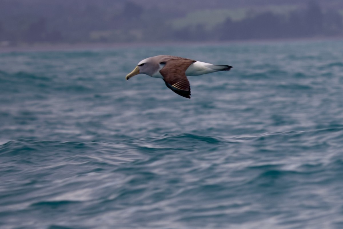 Salvin's Albatross - ML647486868