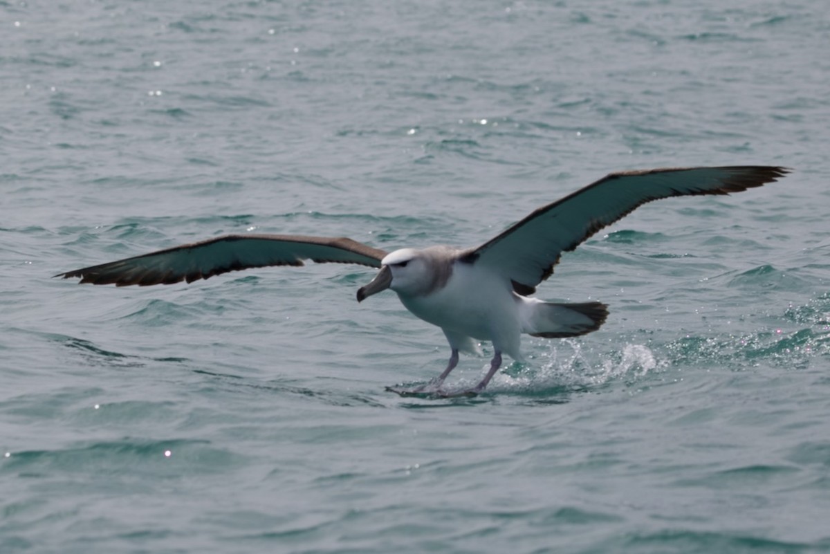 Salvin's Albatross - ML647486869