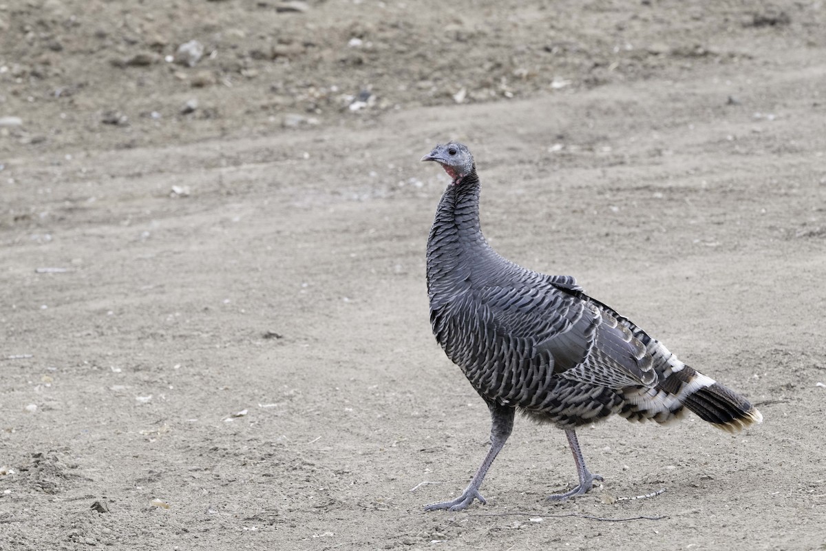 シチメンチョウ - ML647486876