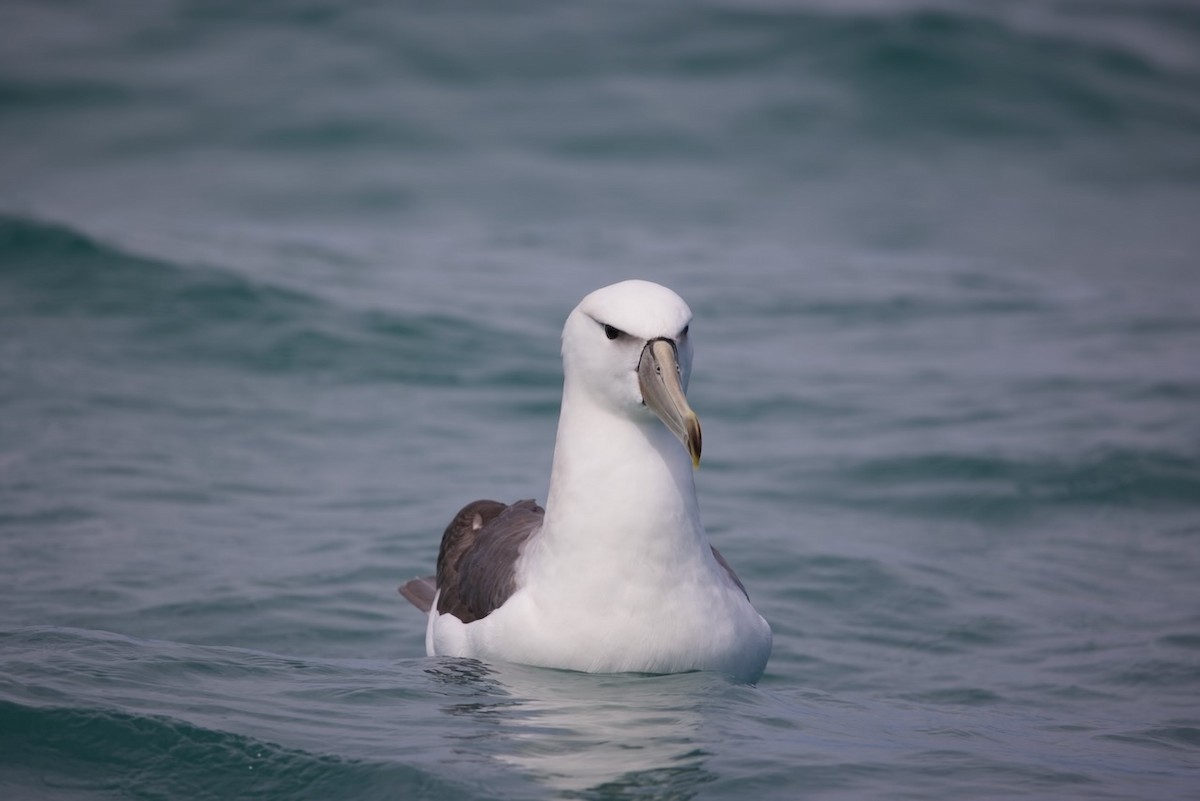 White-capped Albatross - ML647486885