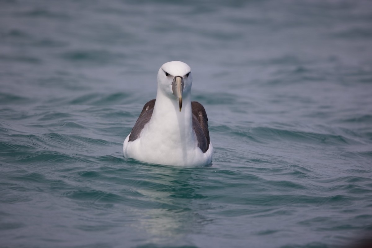 White-capped Albatross - ML647486886
