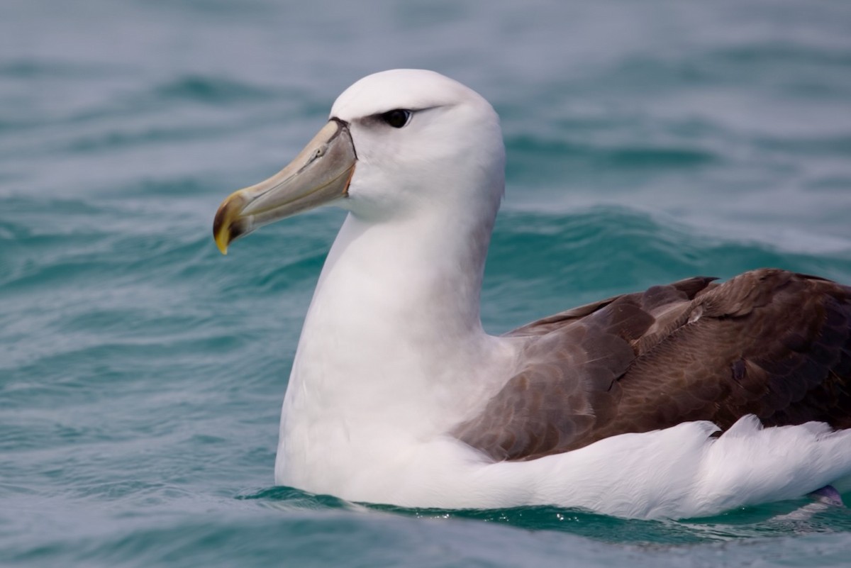 White-capped Albatross - ML647486887