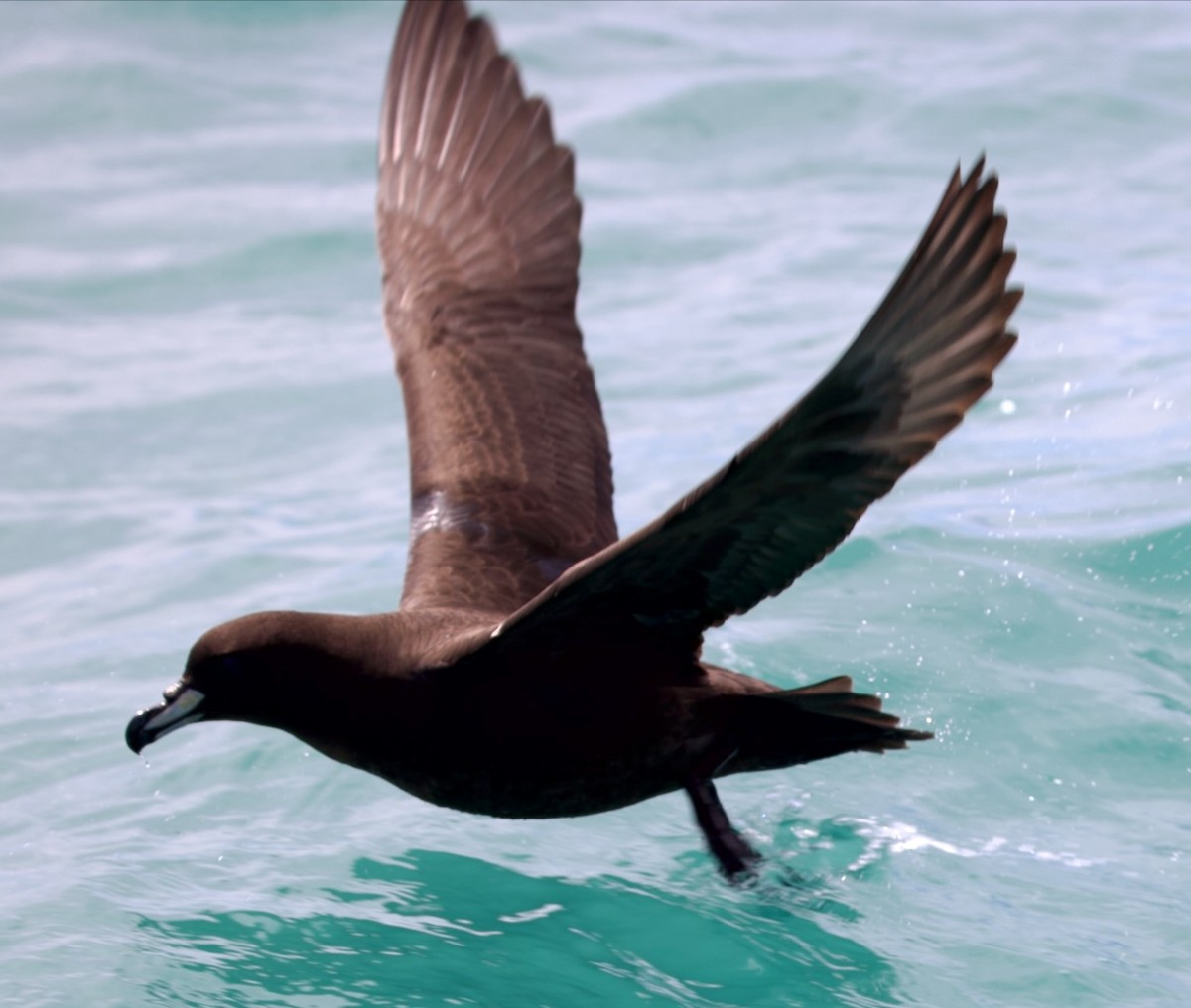 Westland Petrel - ML647486893