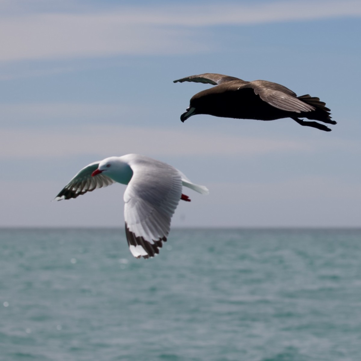 Silver Gull (Red-billed) - ML647486901