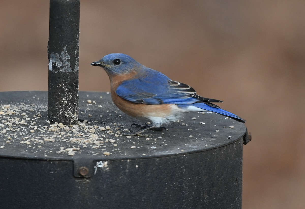 Eastern Bluebird - ML647486910