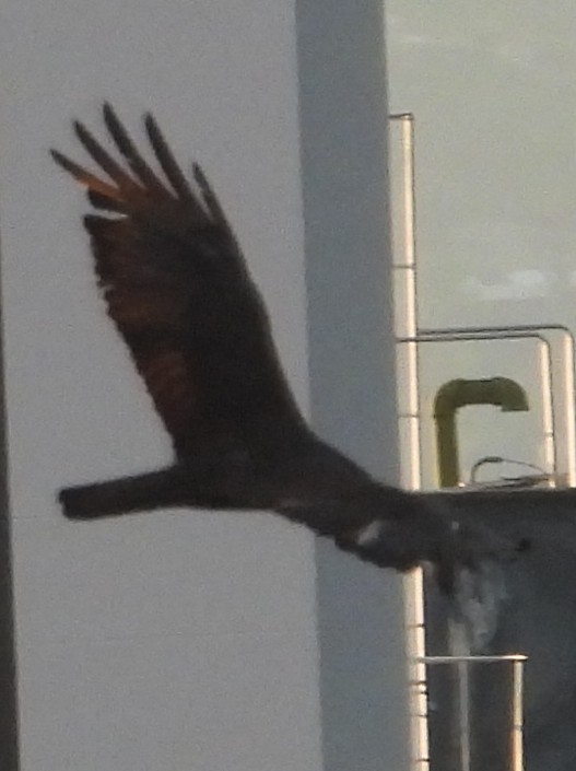 Akbaba Şahini - ML647486913