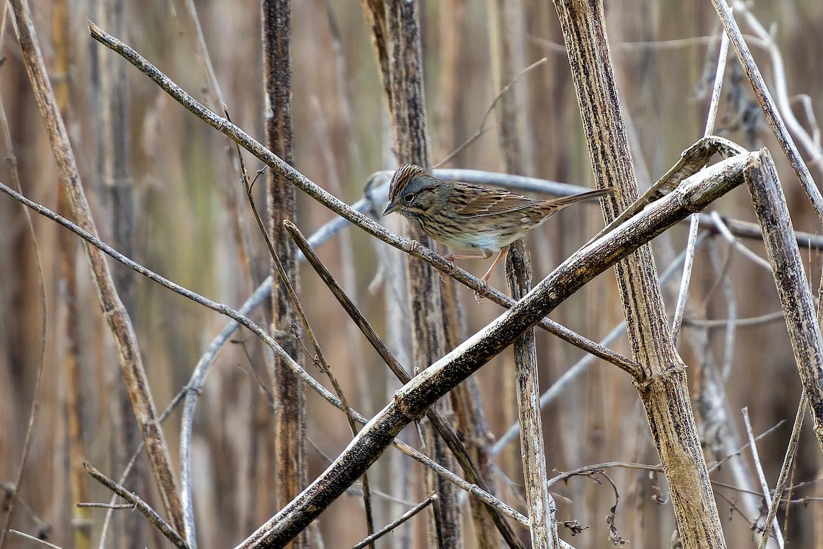 strnadec pruhohlavý - ML647486922