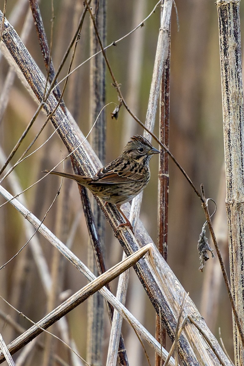 strnadec pruhohlavý - ML647486923