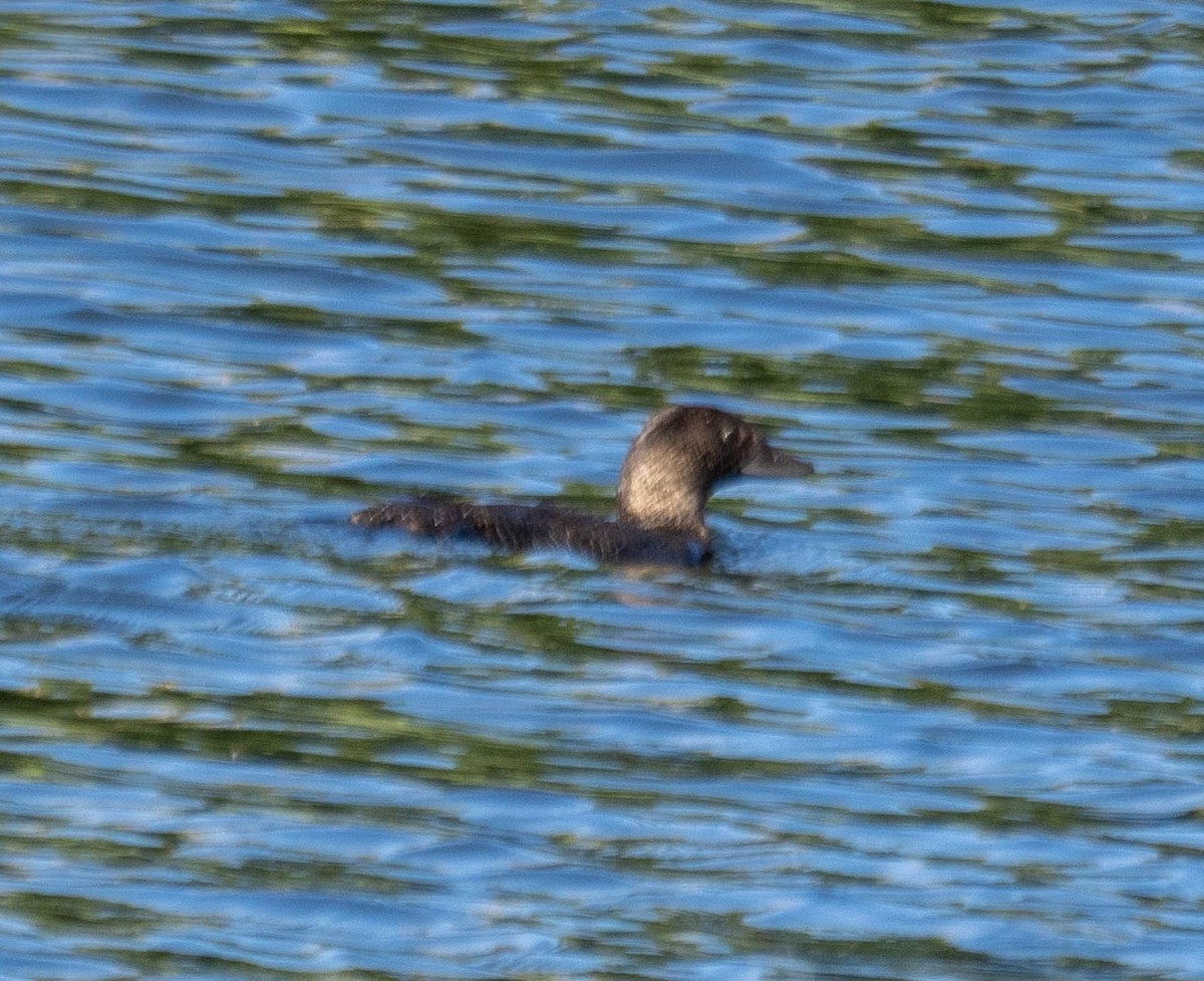 ニオイガモ - ML647486926