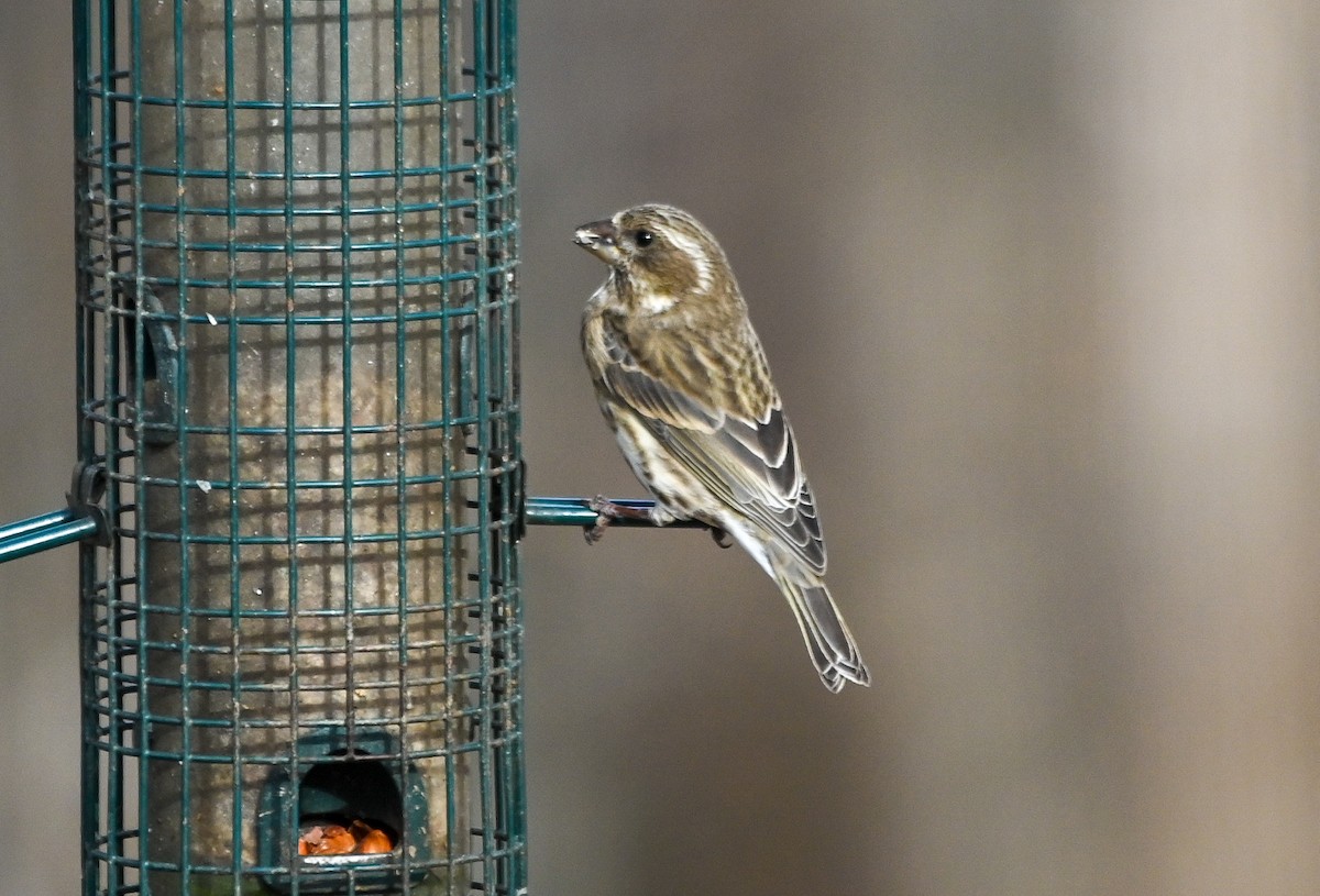 ムラサキマシコ - ML647486930