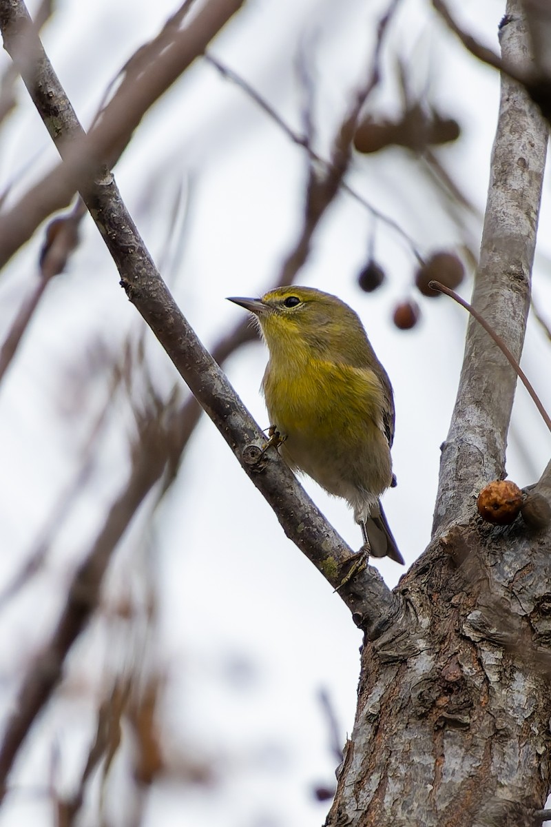 Сосновая древесница - ML647486936