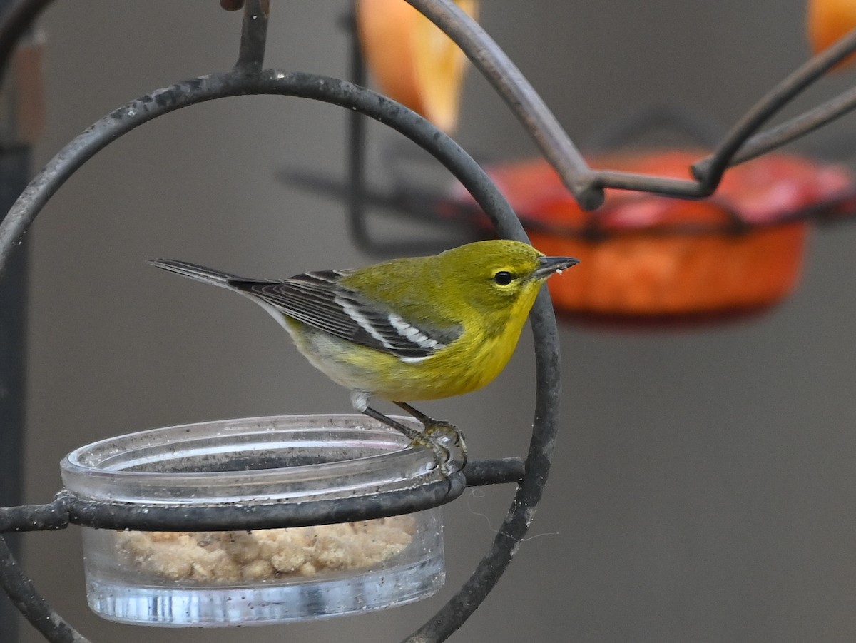 Сосновая древесница - ML647486939