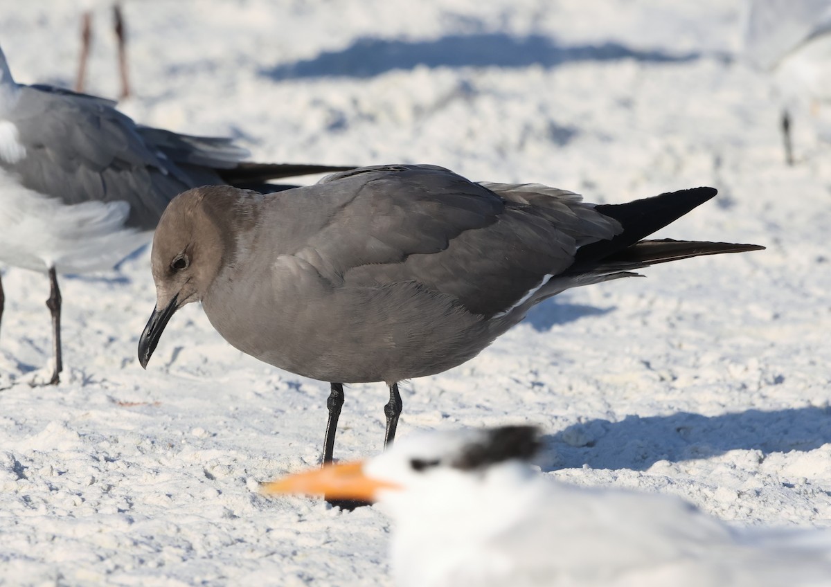 Gray Gull - ML647486940