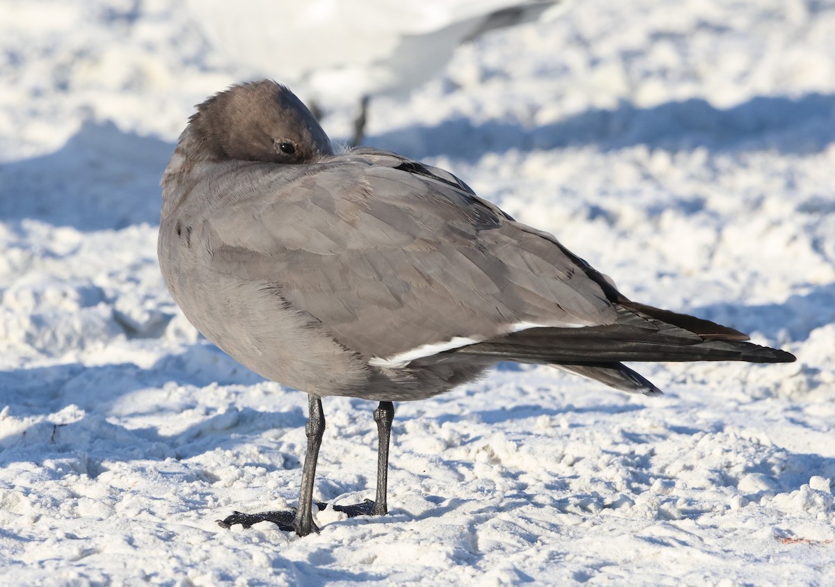 Gray Gull - ML647486941