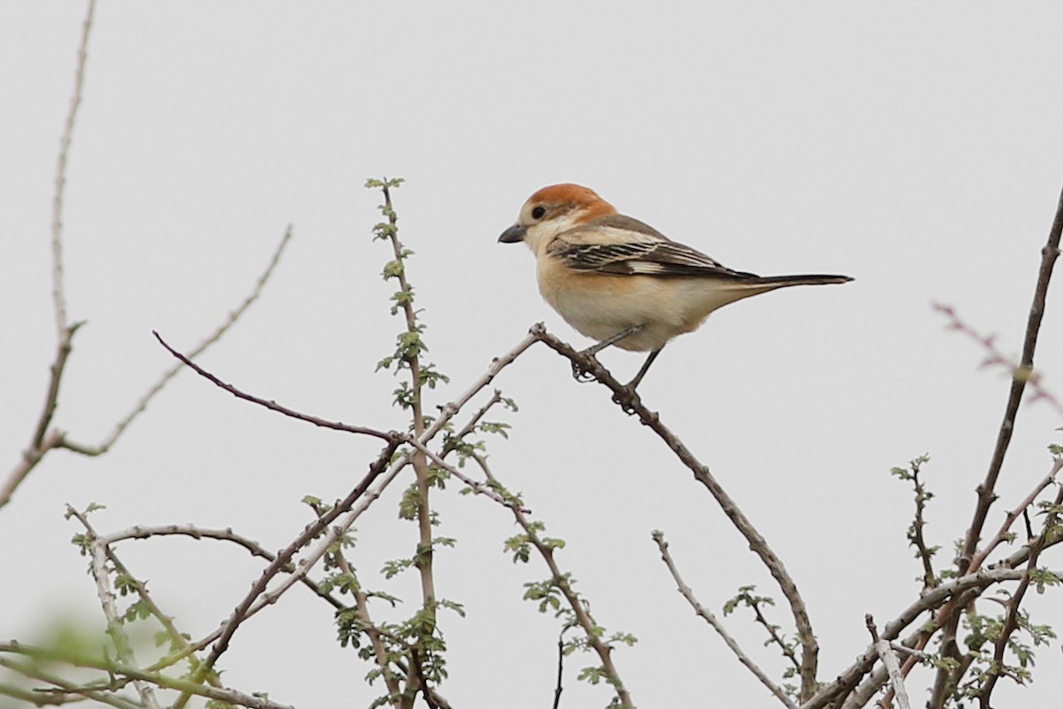 Woodchat Shrike - ML647486953