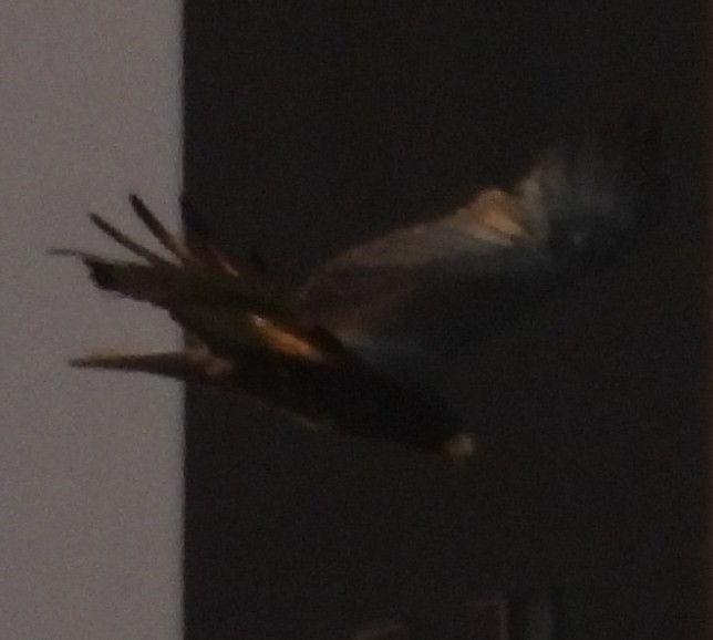 Akbaba Şahini - ML647486975