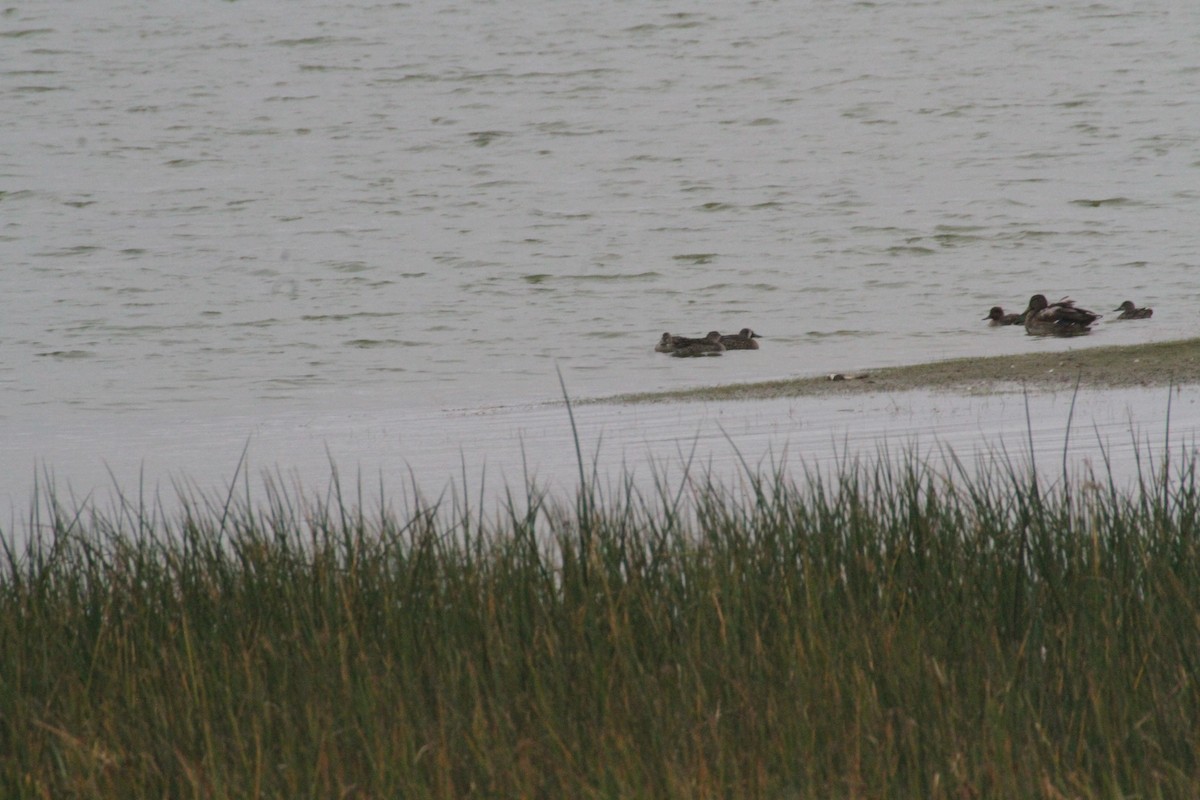 Zertzeta hegalurdina - ML647486976