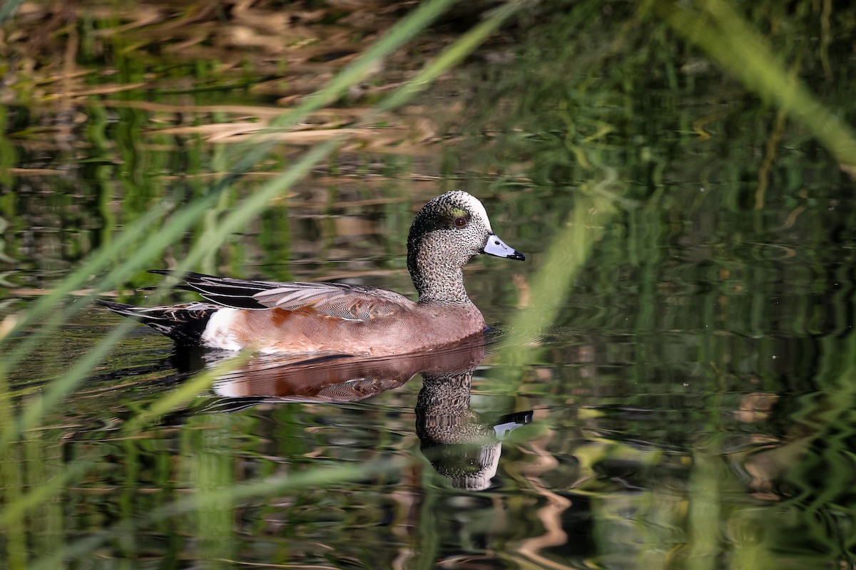 Свищ американський - ML647486990