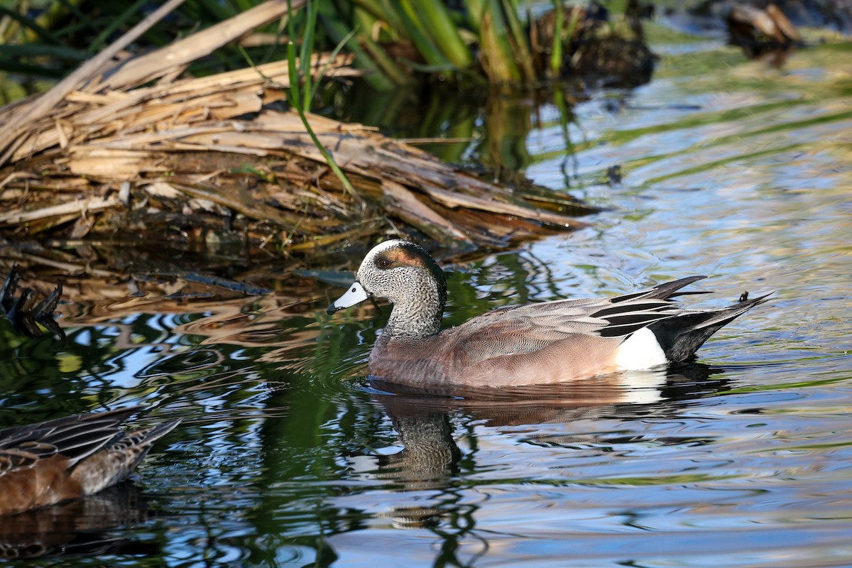 Свищ американський - ML647486994