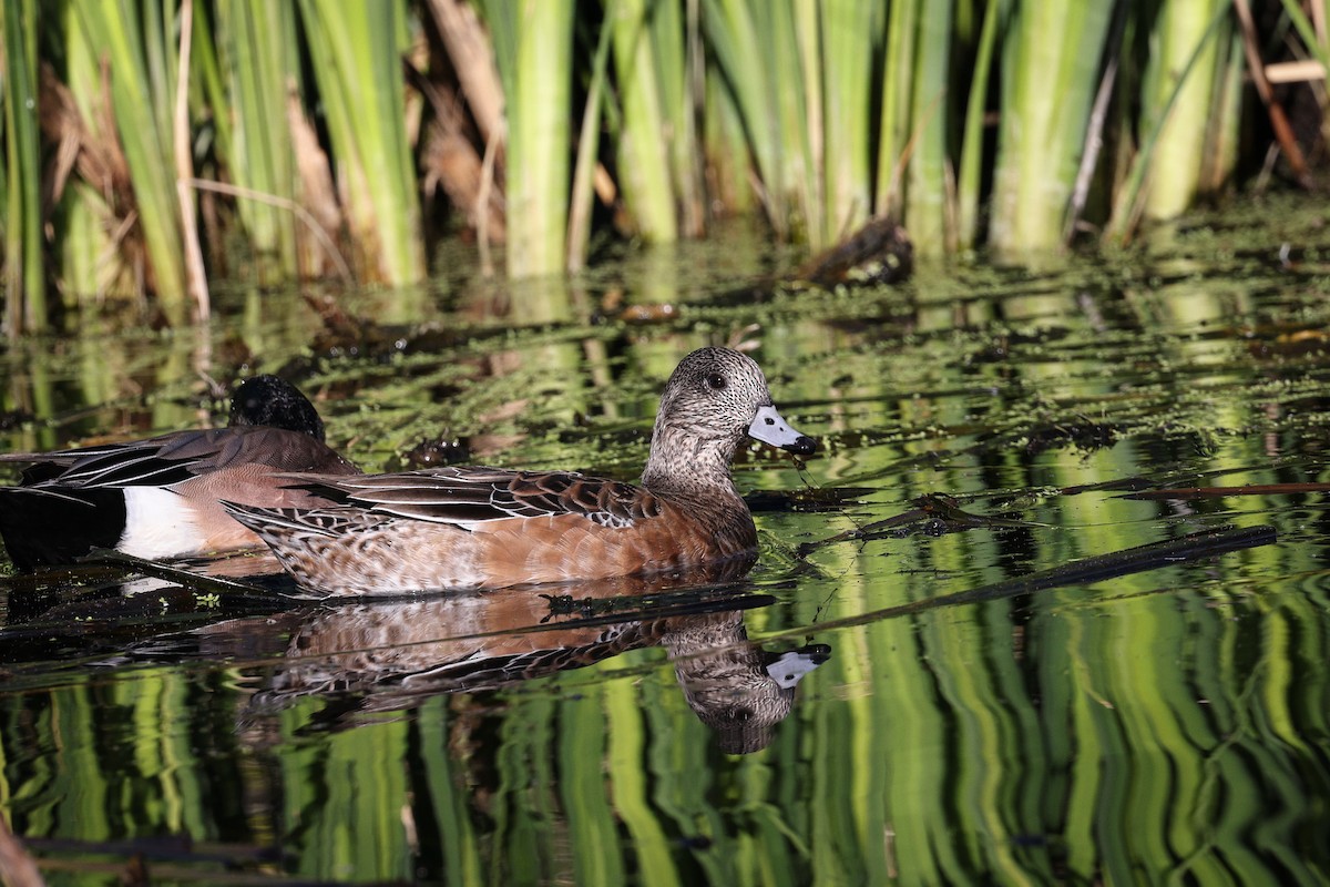 Свищ американський - ML647486995